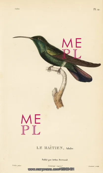 : Green-throated mango, Anthracothorax viridigula. Adult male : Green-throated mango, Anthracothorax viridigula. Adult male