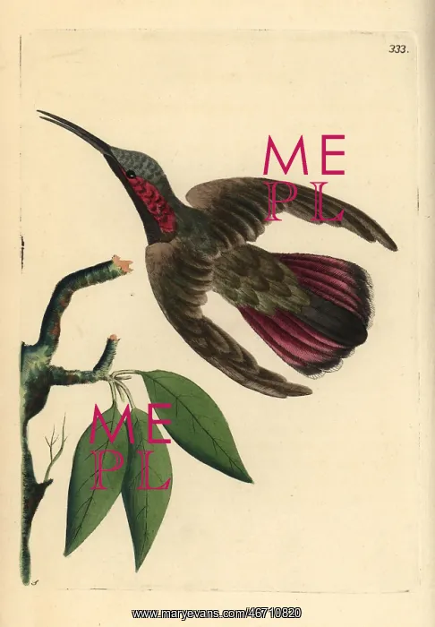 : Green-throated mango hummingbird, Anthracothorax viridigula : Green-throated mango hummingbird, Anthracothorax viridigula