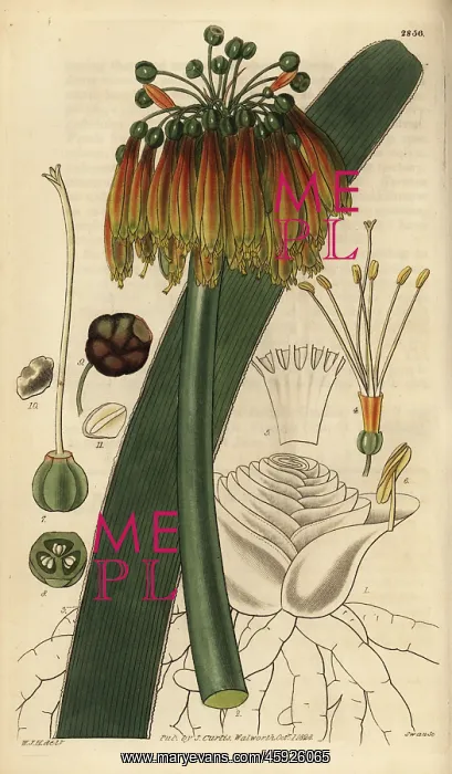 : Green-tip forest lily, Clivia nobilis : Green-tip forest lily, Clivia nobilis