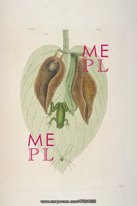 : Green Tree Frog : Green Tree Frog