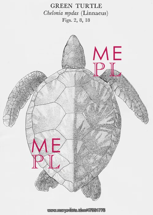  : Green Turtle