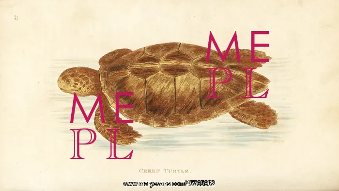 : Green turtle, Chelonia mydas. Endangered : Green turtle, Chelonia mydas. Endangered
