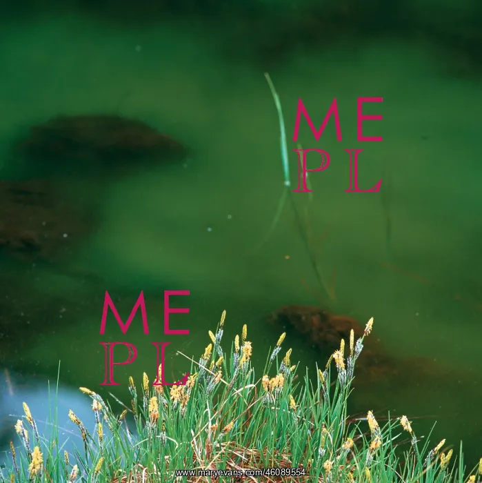 : Green twig in the water : Green twig in the water