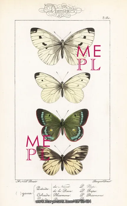 : Green-veined white, small white, mountain : Green-veined white, small white, mountain