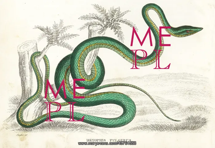 : Green vine snake or flatbread snake, Oxybelis fulgidus : Green vine snake or flatbread snake, Oxybelis fulgidus
