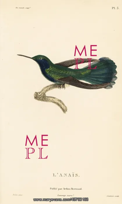 : Green violetear, Colibri thalassinus : Green violetear, Colibri thalassinus