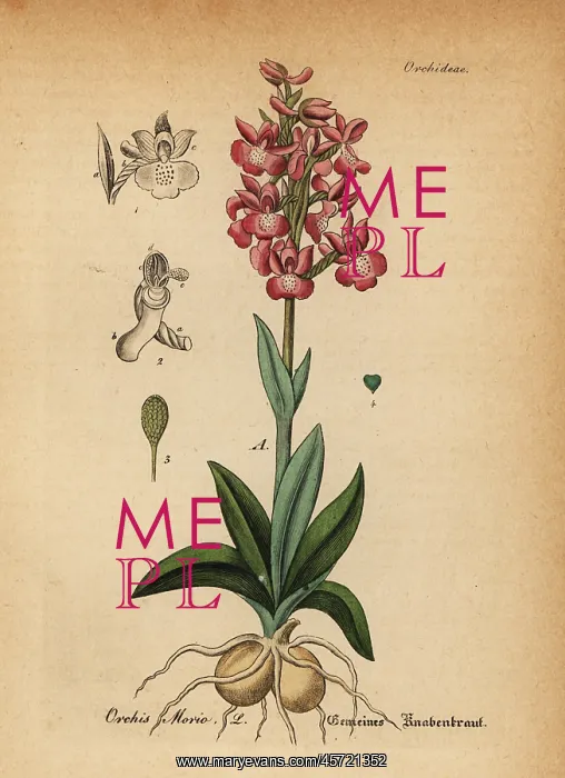 : Green-winged orchid, Anacamptis morio : Green-winged orchid, Anacamptis morio
