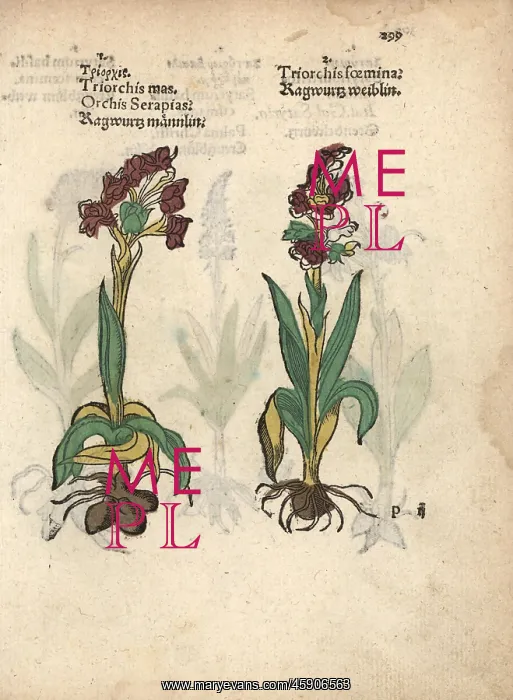 : Green-winged orchid, Orchis morio : Green-winged orchid, Orchis morio