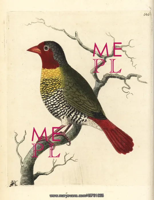 : Green-winged pytilia, Pytilia melba : Green-winged pytilia, Pytilia melba