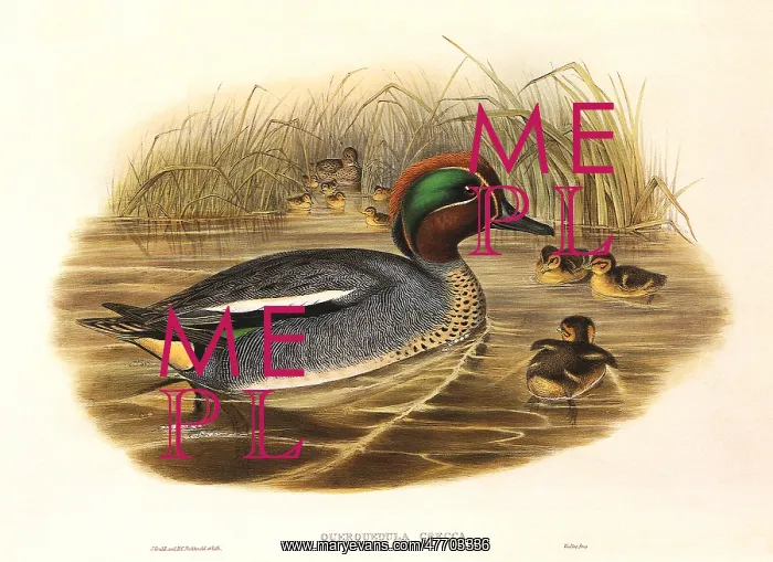  : Green-Winged Teal