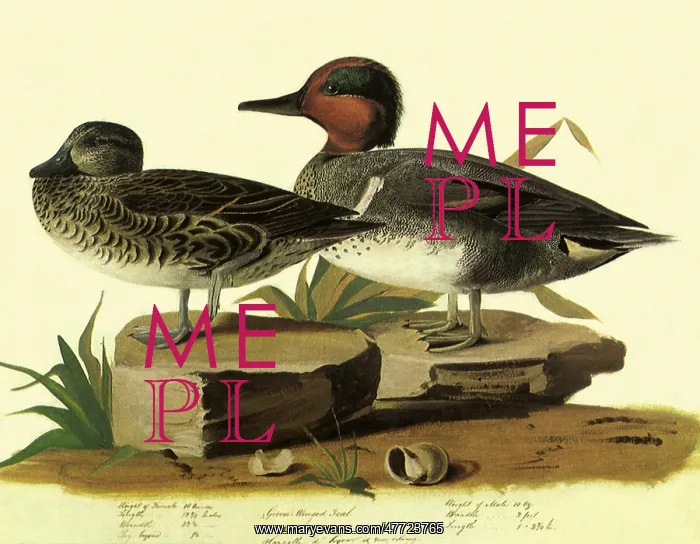  : Green-Winged Teal, Anas carolinensis