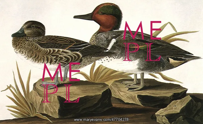  : Green-Winged Teals