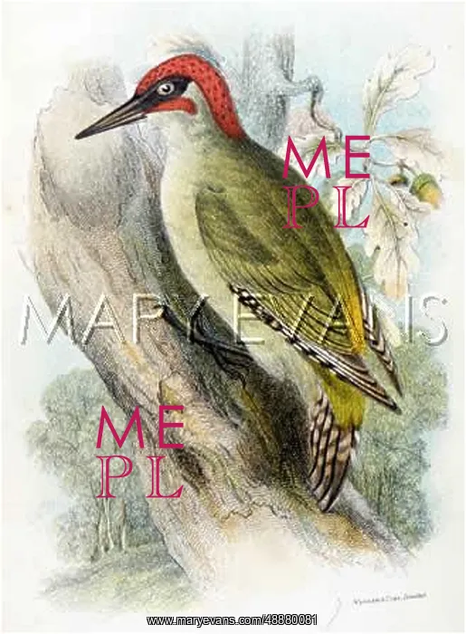 : GREEN WOODPECKER 1896