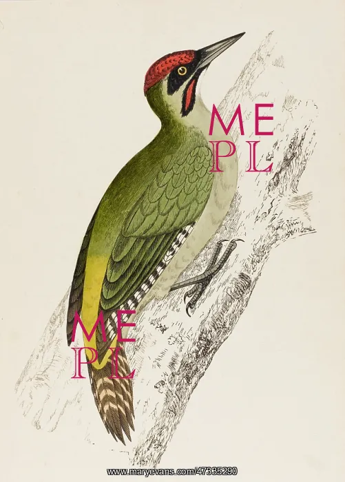  : GREEN WOODPECKER