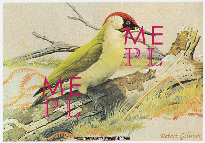  : Green Woodpecker