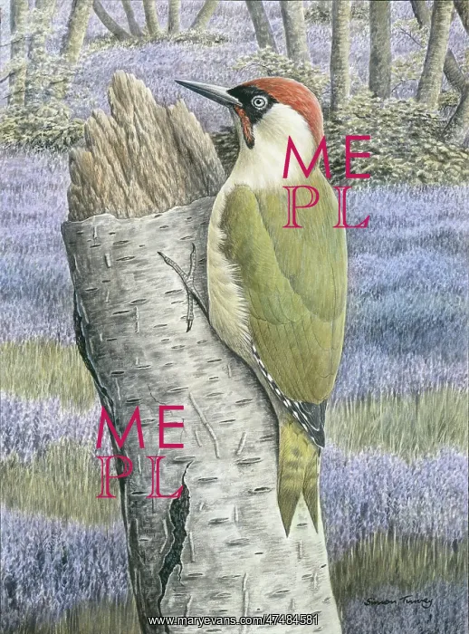 : Green Woodpecker with Bluebells : Green Woodpecker with Bluebells