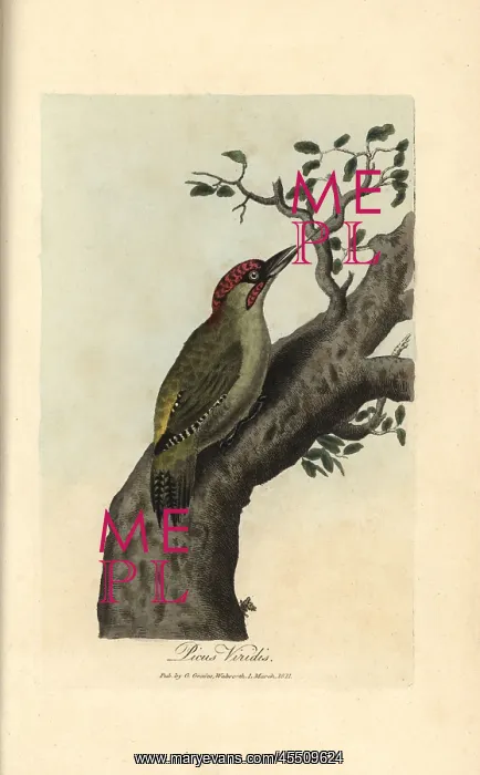 : Green woodpecker, Picus viridis : Green woodpecker, Picus viridis