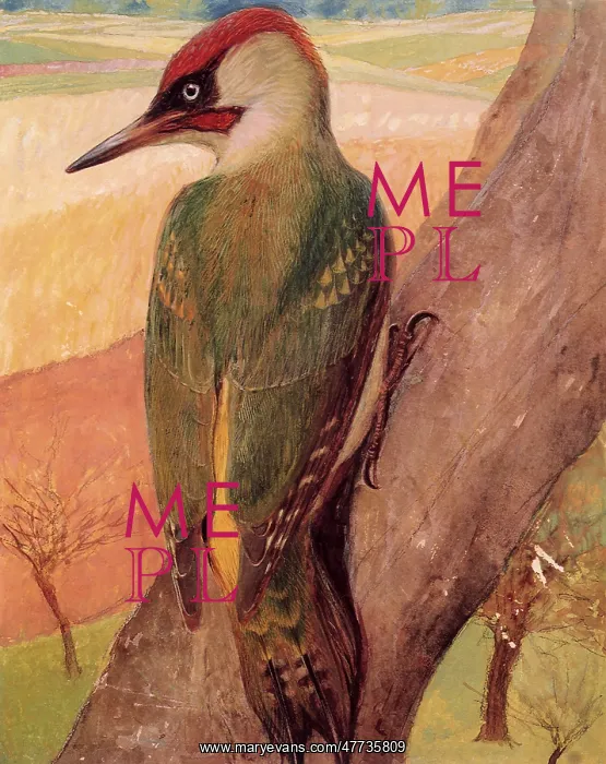  : Green Woodpecker, Picus viridis