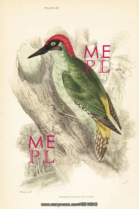 : Green woodpecker. Picus viridis, perched on a tree : Green woodpecker. Picus viridis, perched on a tree