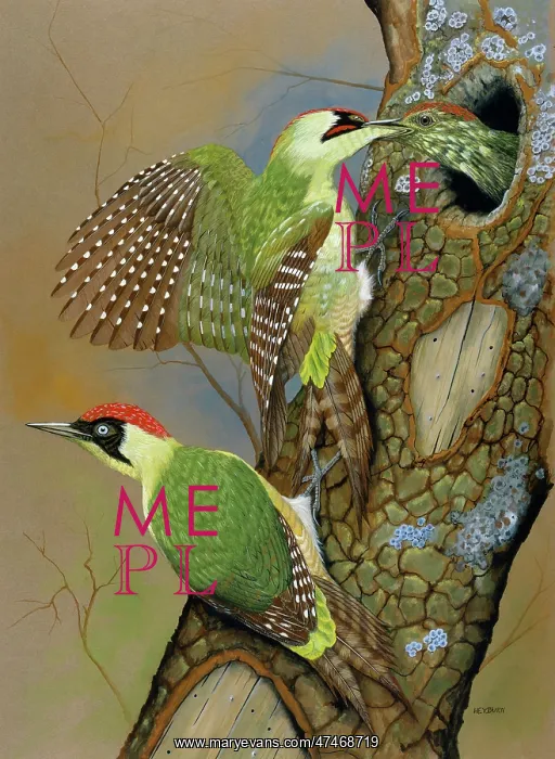 : Green Woodpeckers : Green Woodpeckers