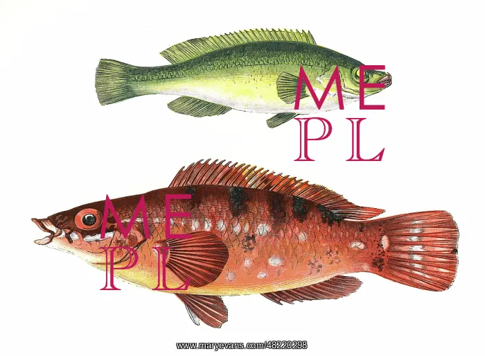 : Green Wrasse and Comber Wrasse : Green Wrasse and Comber Wrasse