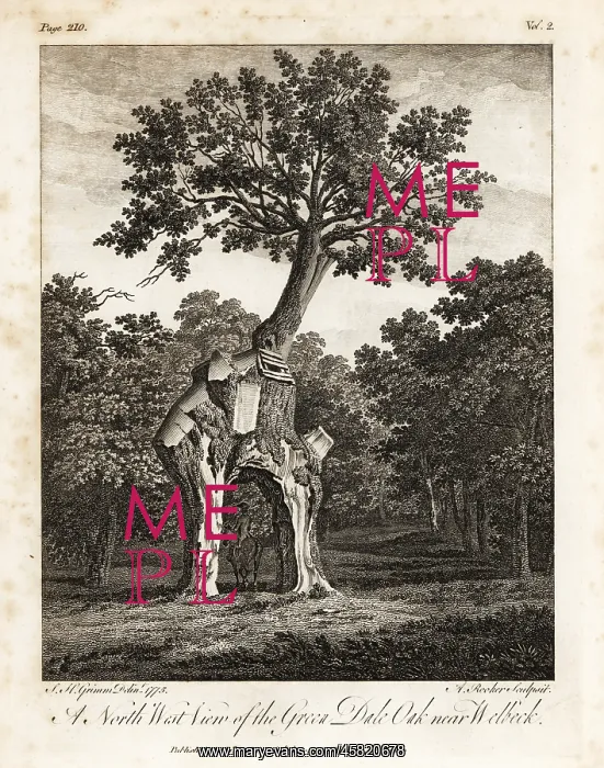 : The Greendale Oak, Welbeck Park, Nottingham : The Greendale Oak, Welbeck Park, Nottingham