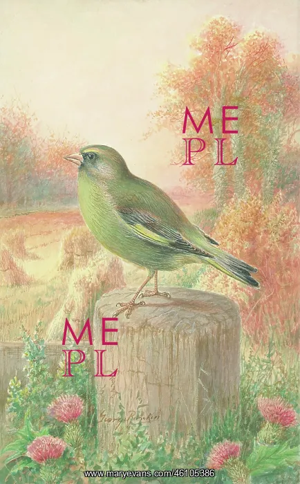  : Greenfinch