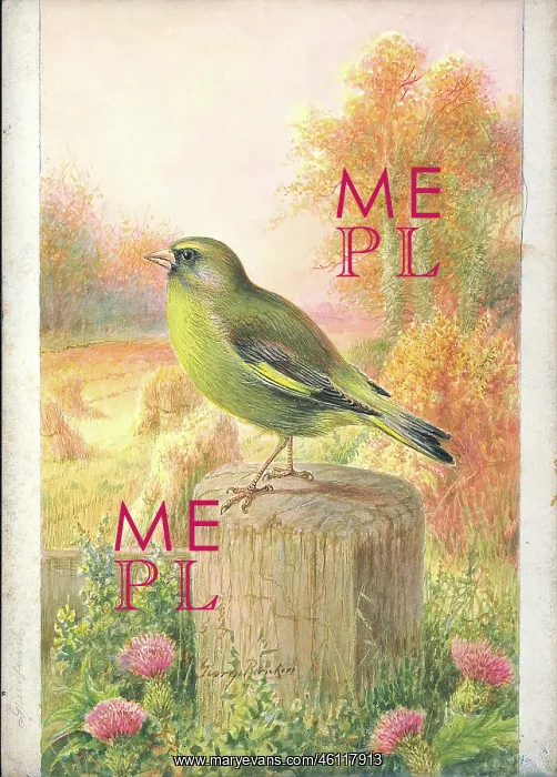  : Greenfinch