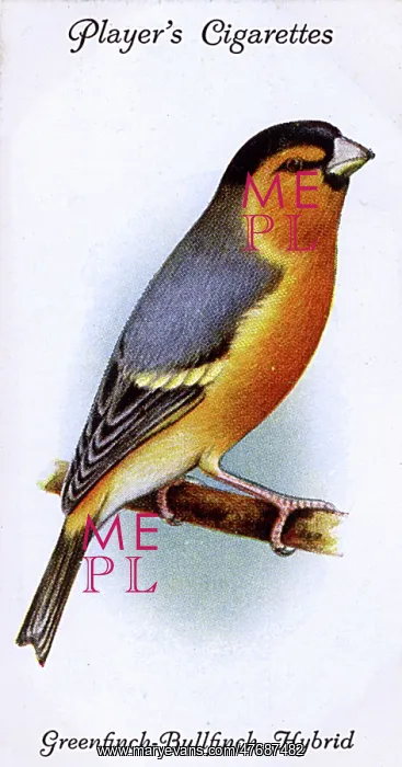 : Greenfinch-Bullfinch Hybrid : Greenfinch-Bullfinch Hybrid
