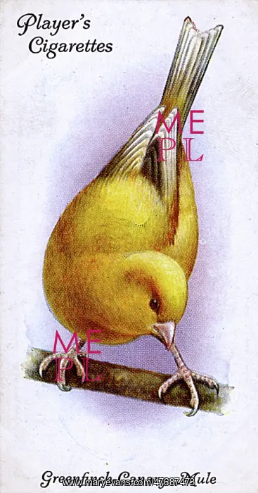  : Greenfinch-Canary Mule
