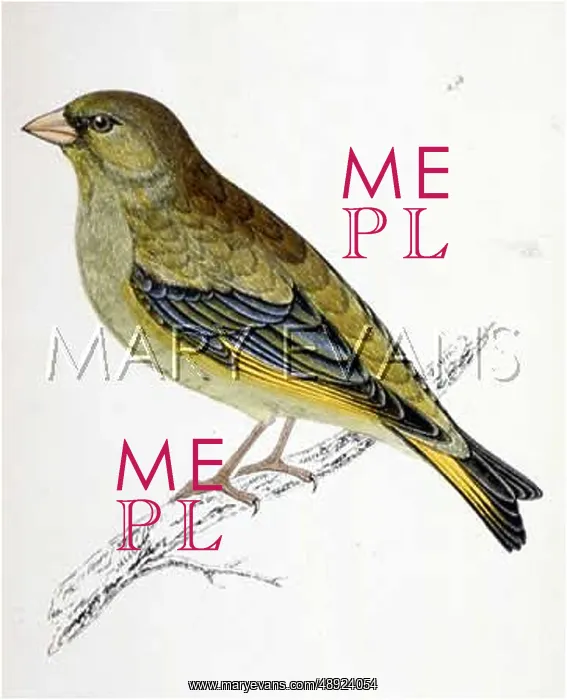 : GREENFINCH (MORRIS) : GREENFINCH (MORRIS)