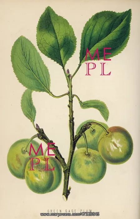  : GREENGAGE / 1871