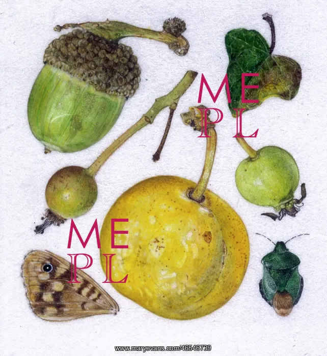 : Greengage and other autumn items : Greengage and other autumn items