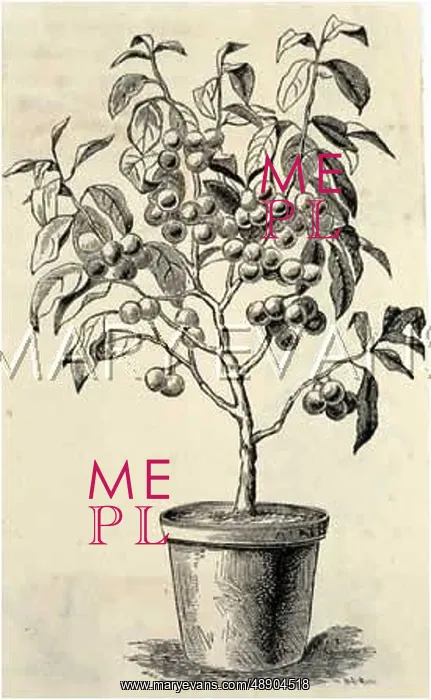  : GREENGAGE BUSH TREE