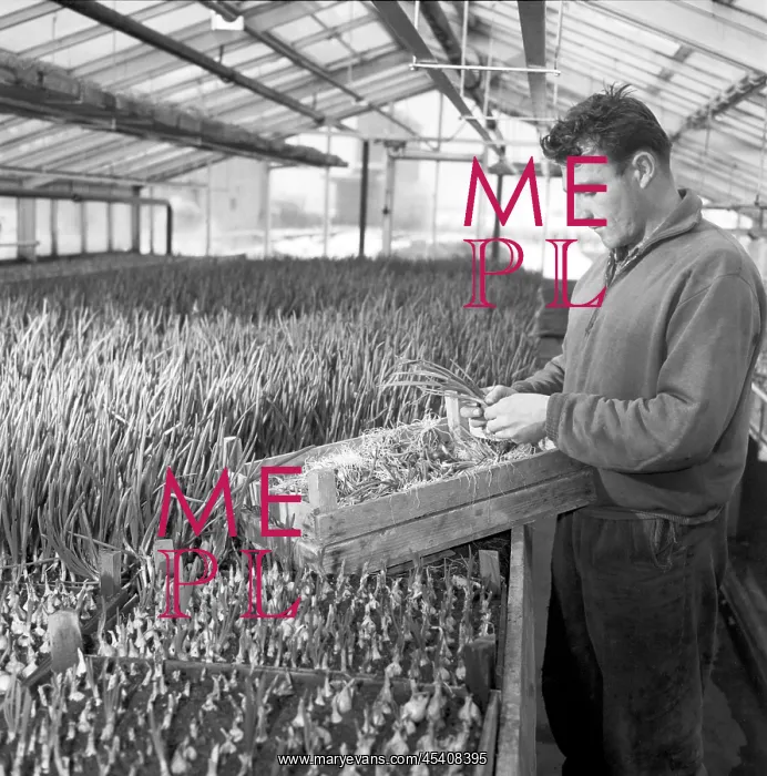 : Greenhouse - harvest - onion - scallion - worker : Greenhouse - harvest - onion - scallion - worker