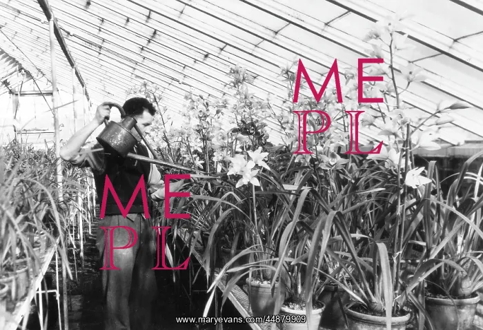 : GREENHOUSE NURSERY : GREENHOUSE NURSERY