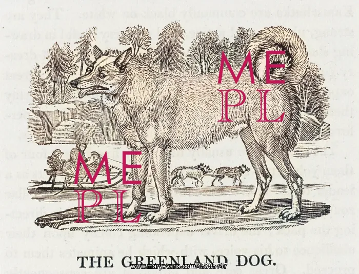 : GREENLAND DOG : GREENLAND DOG