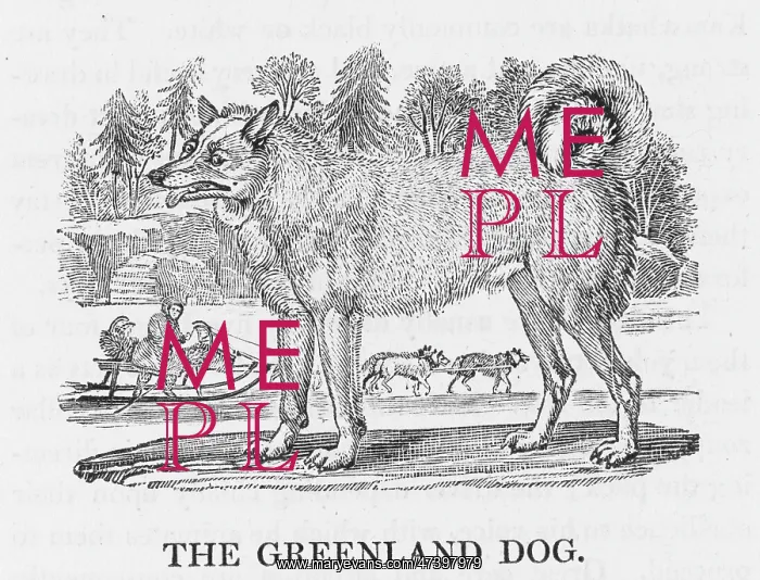 : GREENLAND DOG : GREENLAND DOG