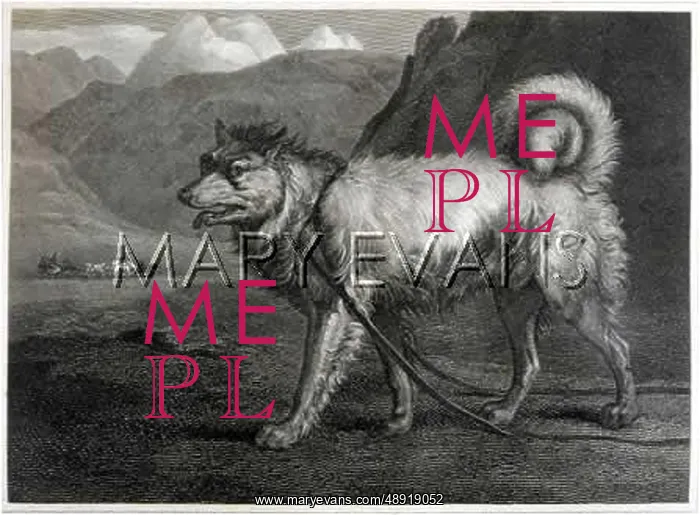 : GREENLAND DOG (REINAGLE) : GREENLAND DOG (REINAGLE)