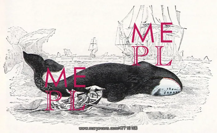  : Greenland Whale