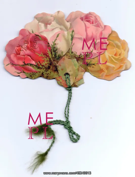 : Greetings card, Moss Roses : Greetings card, Moss Roses
