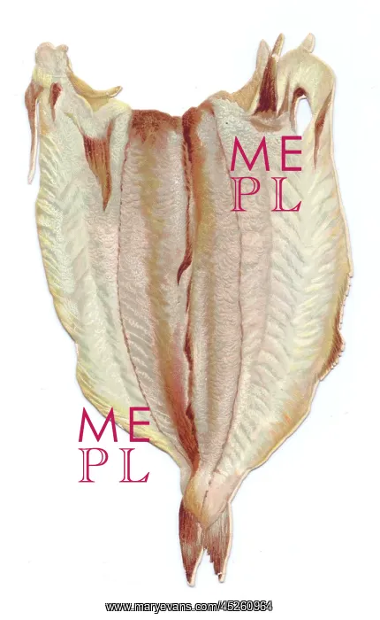 : Greetings card in the shape of filleted white fish : Greetings card in the shape of filleted white fish