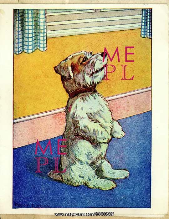  : Greetings card, Terrier dog sitting up and begging