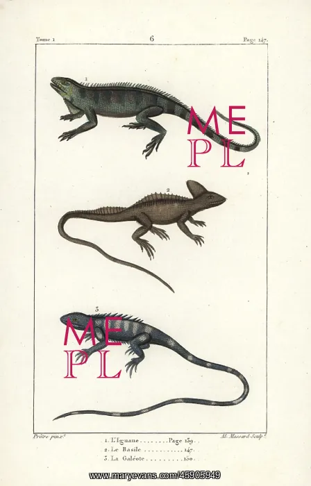 : Gren iguana, plumed basilisk and green forest lizard : Gren iguana, plumed basilisk and green forest lizard