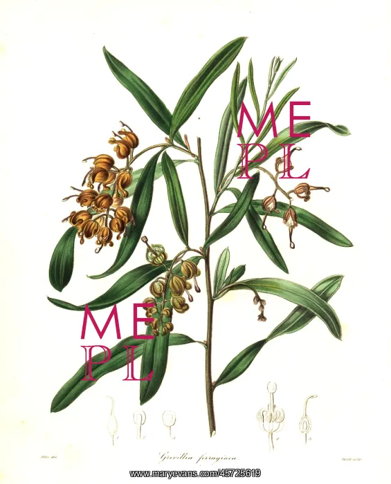 : Grevillea arenaria : Grevillea arenaria