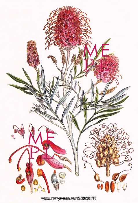 : Grevillea Banksii : Grevillea Banksii