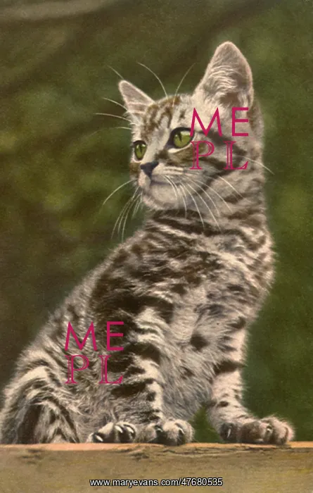  : Grey and Black Tabby