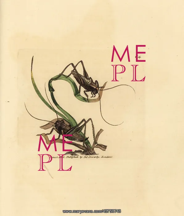 : Grey bush cricket, Platycleis grisea : Grey bush cricket, Platycleis grisea
