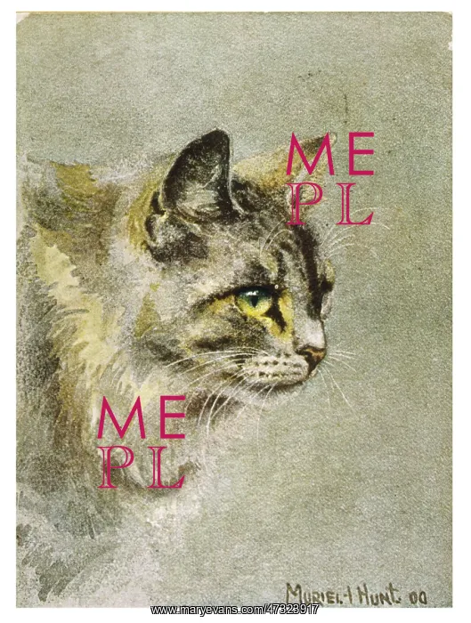  : GREY CAT READY TO POUNCE
