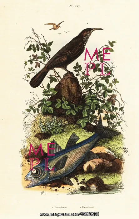 : Grey-crowned babbler and black cardinal fish : Grey-crowned babbler and black cardinal fish